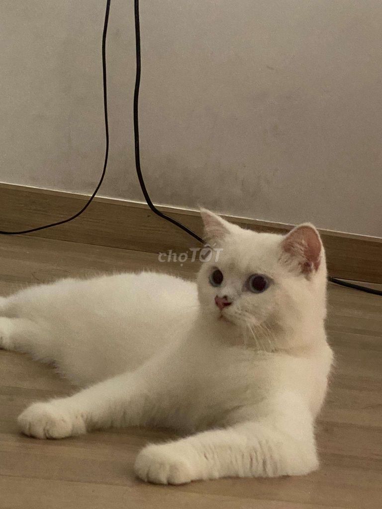 Gã bé mèo ALN trắng, dễ thương, ăn rất nhiều