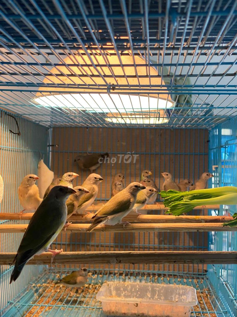 7m châu âu - parot finch. Mua bán Chim tại Quận 11 Tp Hồ Chí Minh được đăng bởi Bạch Vinh hình 3
