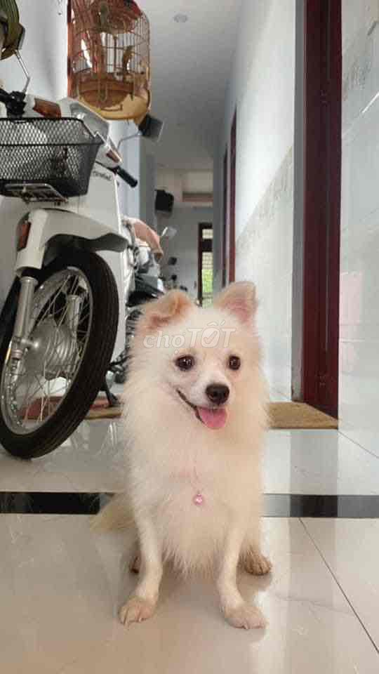 Cần tìm nhà mới cho bé. Mua bán Chó tại Huyện Bàu Bàng Bình Dương được đăng bởi Như Ý hình 1