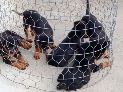 Chó Rottweiler Rặt.LA
