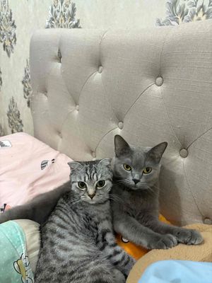 Mèo Anh lông ngắn Xám & sọc dưa