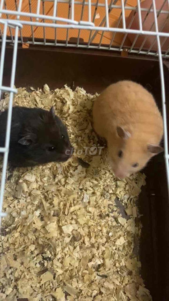 Chuột Hamster tặng cả lồng cả lót chuồng. Mua bán Thú cưng khác tại Huyện Hiệp Hòa Bắc Giang được đăng bởi Anh black hình 1