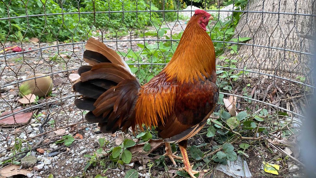 gà khét đuôi lao 1kg5 cuban mỹ f1 thanh lý