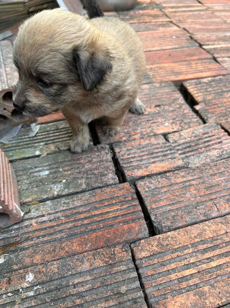 Chó lai Nhật cái màu Nâu. Mua bán Chó tại Thành phố Biên Hòa Đồng Nai được đăng bởi My My hình 1