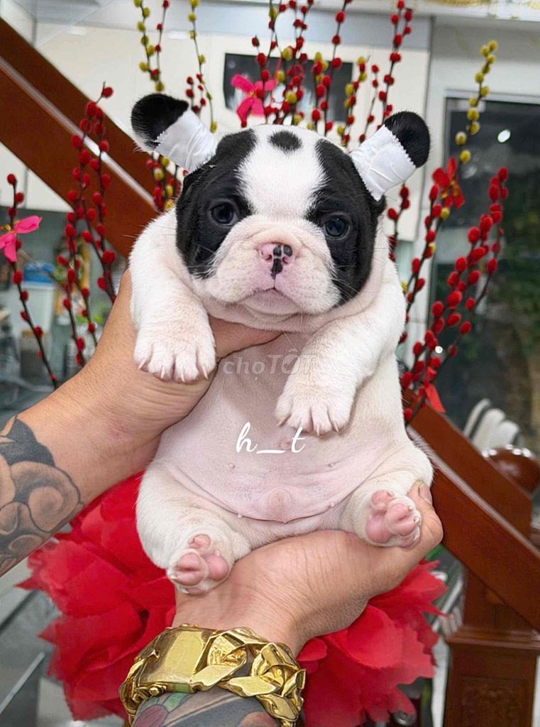 Chó Bull Pháp đen trắng shotr body. Mua bán Chó tại Quận Bình Tân Tp Hồ Chí Minh được đăng bởi huỳnh thật  hình 1