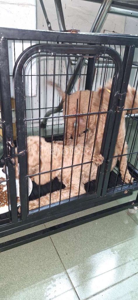 Mua 2 bé tặng lồng như hình. Mua bán Chó tại Huyện Long Thành Đồng Nai được đăng bởi Rio huỳnh nhân hình 4