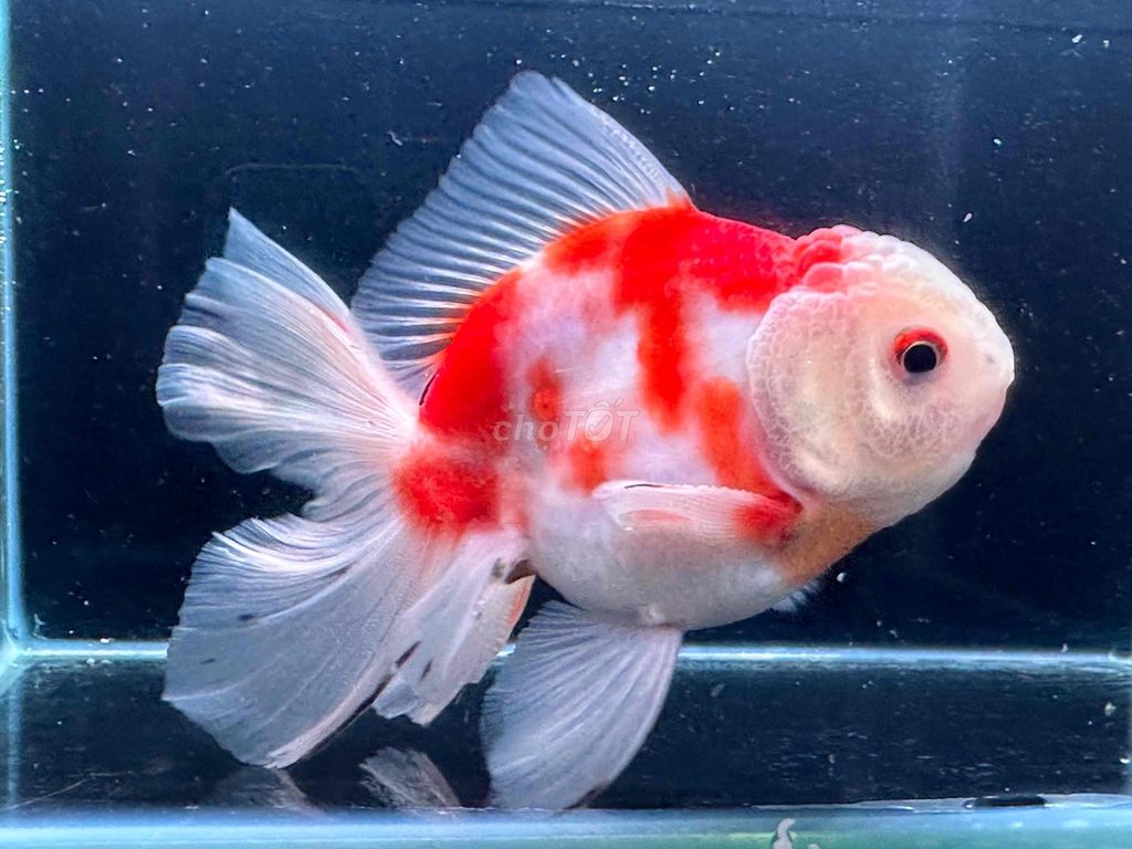 oranda lụa 4 ngón 350k quá rẻ