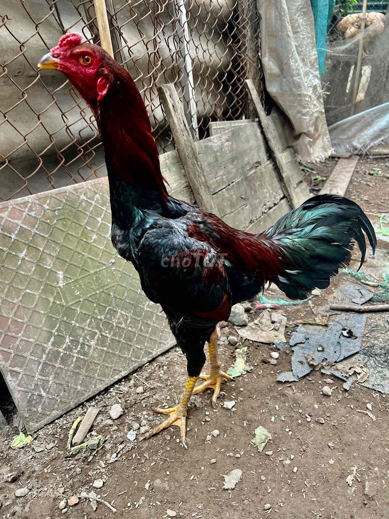 Gà đấm chân hay lối hay ạ. Mua bán Gà tại Quận Hà Đông Hà Nội được đăng bởi Trại cá koi F1 hà nội hình 1
