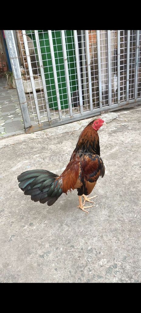 siu mỹ trang 1k3 tay 1cuc log mới chơi liên đc. Mua bán Gà tại Thành phố Thủ Dầu Một Bình Dương được đăng bởi Thanh Tiền hình 1