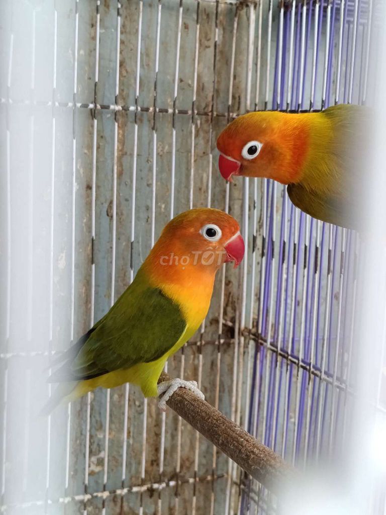 Vẹt Lovebird trống mái. Mua bán Chim tại Huyện Đức Trọng Lâm Đồng được đăng bởi ĐẶNG XUÂN HOÀI hình 1