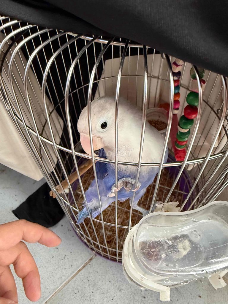 Chim Lovebird non xanh blue đậm. Mua bán Chim tại Quận Thanh Xuân Hà Nội được đăng bởi Thắng hình 1