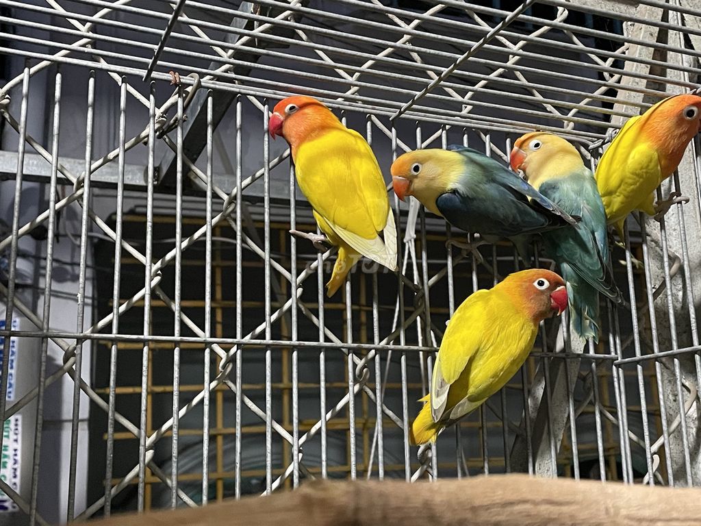 Vài bé vẹt lovebird tphcm