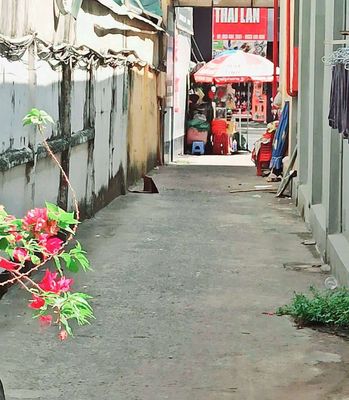 Cho Thuê mặt bằng kinh doanh, Quang Trung gần Ngã 6 gò vấp. Cho thuê văn phòng, mặt bằng kinh doanh tại Quận Gò Vấp Tp Hồ Chí Minh được đăng bởi Châu Phi Phượng