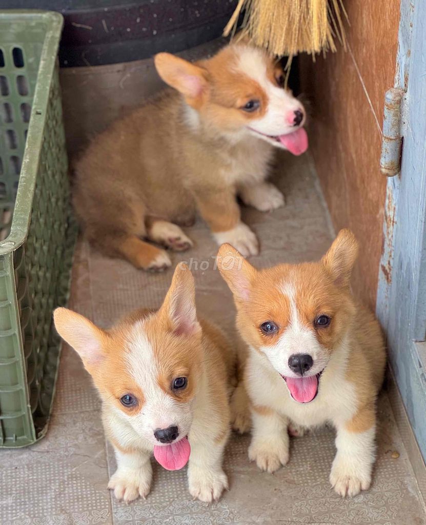 corgi mông bự đẹp. Mua bán Chó tại Quận Cẩm Lệ Đà Nẵng được đăng bởi Anh Pet Shop hình 2