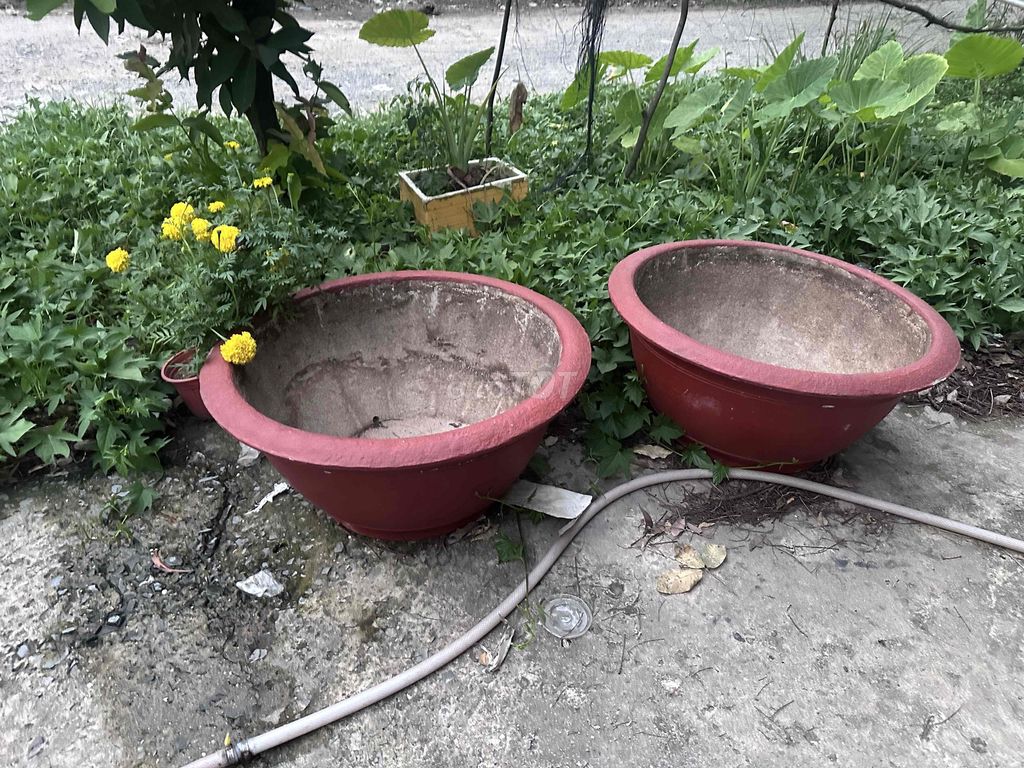 Chậu cây xi măng đỏ. Mua bán Cây cảnh, đồ trang trí tại Thị xã Tân Uyên Bình Dương được đăng bởi lc001 hình 1