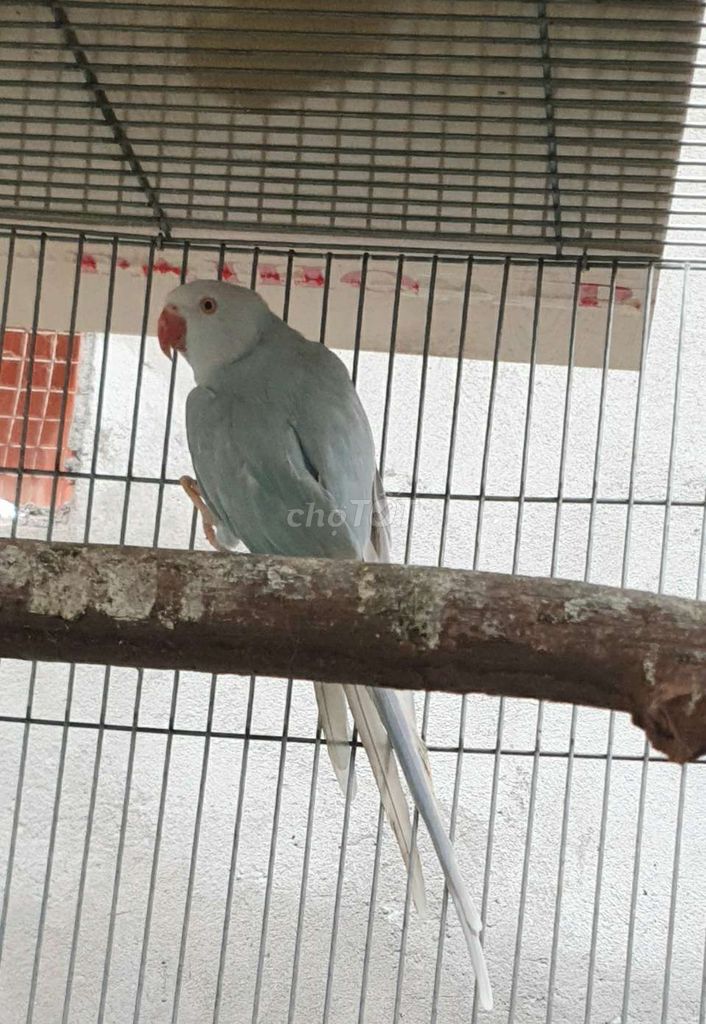 Ringneck blue pallid mái tuổi sinh sản. Mua bán Chim tại Huyện Chợ Mới An Giang được đăng bởi Birds TNT hình 1