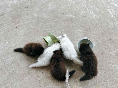 Mèo anh lông dài thuần dưới 3 tháng tuổi. Mua bán Mèo tại Quận Gò Vấp Tp Hồ Chí Minh được đăng bởi Thanh Vân