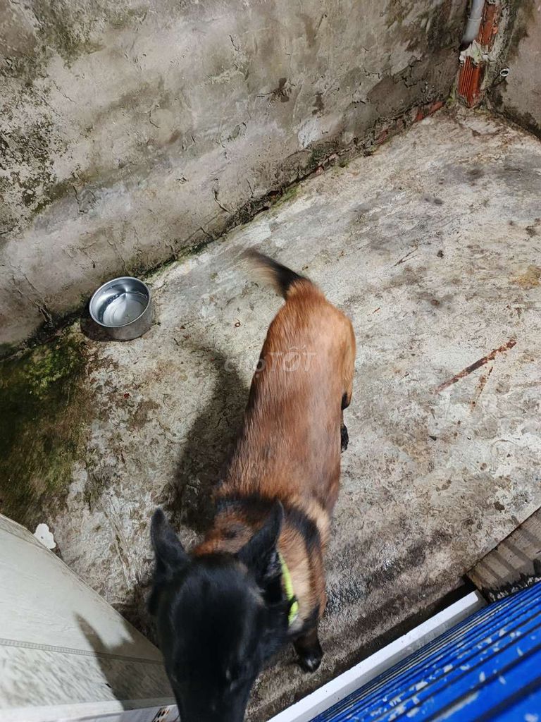 Chó ta đực Nâu đen. Mua bán Chó tại Thành phố Long Xuyên An Giang được đăng bởi Đat hình 1