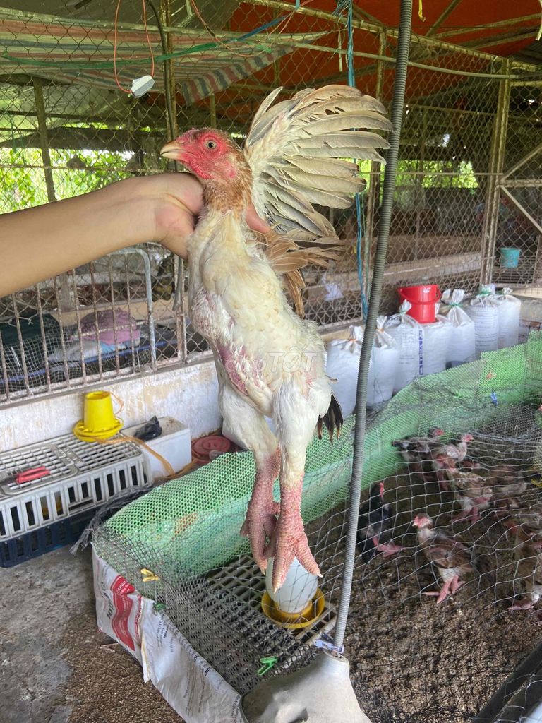 Gà Đông Tảo thuần chủng 600-800 gram. Mua bán Gà tại Thành phố Thủ Đức Tp Hồ Chí Minh được đăng bởi Thành Nguyễn hình 1