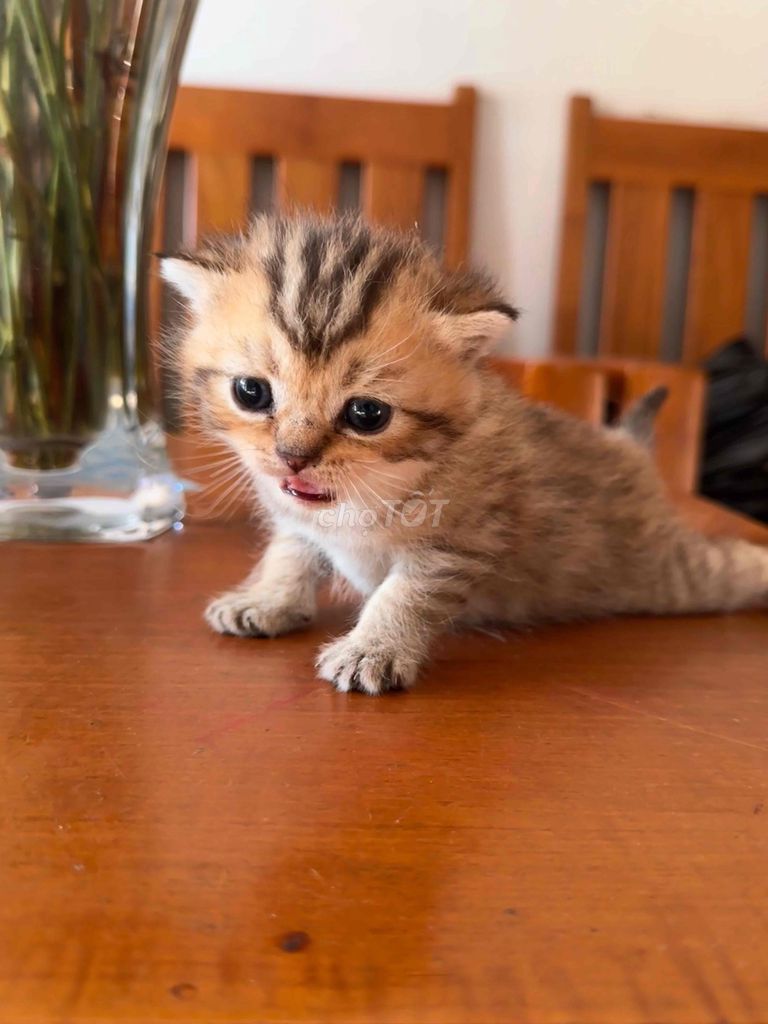 Mèo ALN lùn tabby Hyma lông ngắn Tabby mới sinh. Mua bán Mèo tại Thành phố Cao Lãnh Đồng Tháp được đăng bởi Nguyễn Đăng hình 1