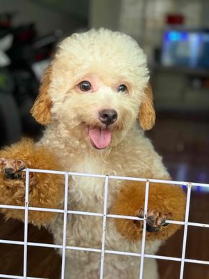 nhượng lại giá rẻ cho a yêu thương . khôn khỏi bàn