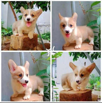 (*)AI CORGI ĐI ! Ở ĐÂY CÓ CORGI XINH ĐẤY Ạ - 13286