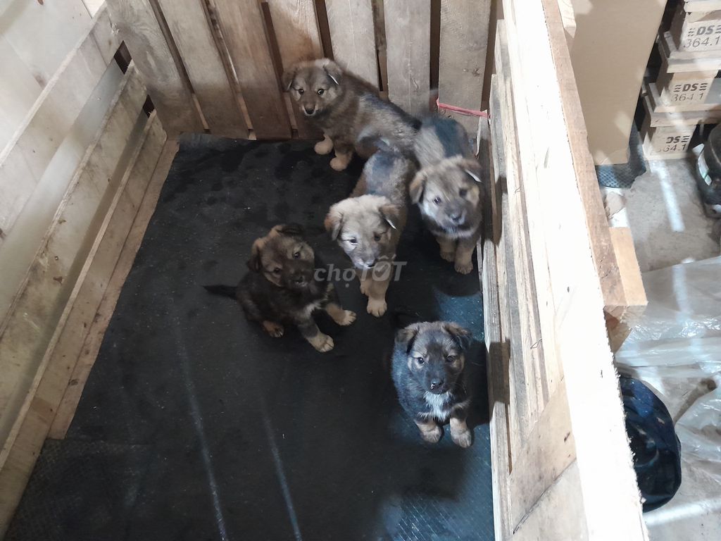 Chó con nhiều màu 2 tháng tuổi. Mua bán Chó tại Quận Long Biên Hà Nội được đăng bởi Lê Thị Thuyên hình 1