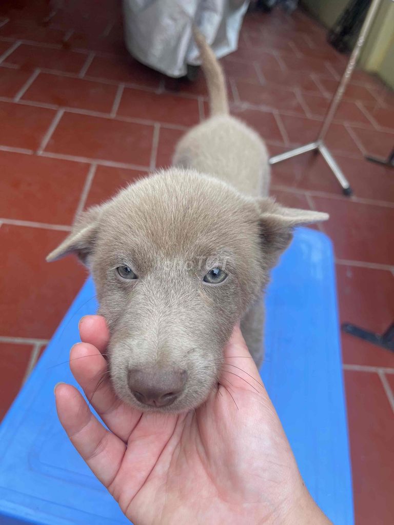 chó bắc hà màu xám hiếm có. Mua bán Chó tại Huyện Thường Tín Hà Nội được đăng bởi Thu Hoài hình 5