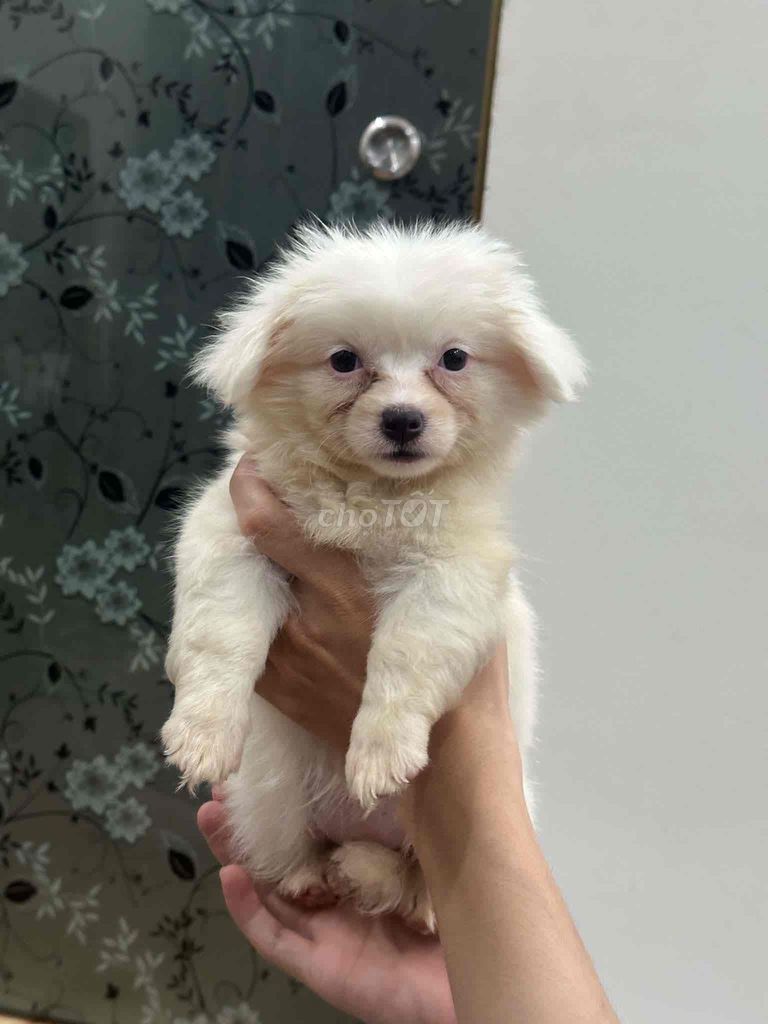 Chó Phốc Sóc lai Nhật trắng 2 tháng rưỡi. Mua bán Chó tại Quận Hải Châu Đà Nẵng được đăng bởi Hữu Hào hình 1