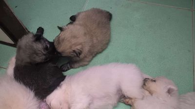 Chó con Đen trắng nâu