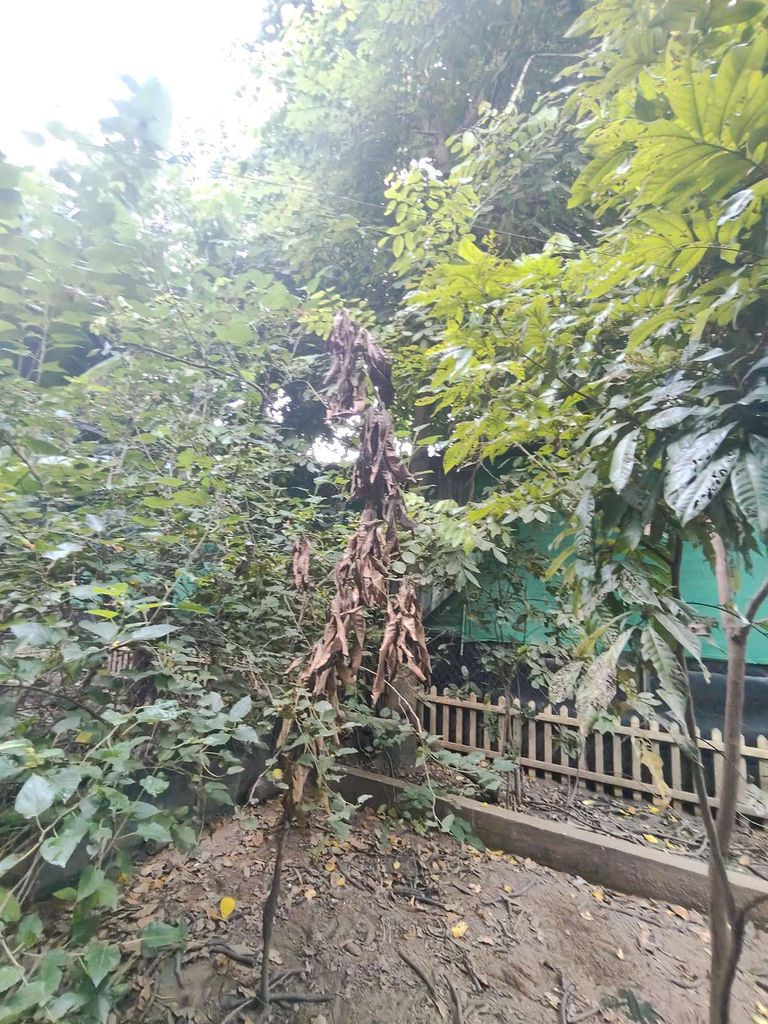 Gỗ xoài Tre Gỗ mít Đức Hòa Long An. Mua bán Đồ sưu tầm, đồ cổ tại Huyện Đức Hòa Long An được đăng bởi Nguyen Trung Hieu hình 1