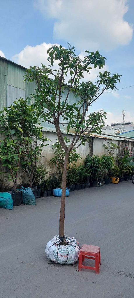 Cây Lộc vừng❤️ Hoa đỏ 💖2m5. Mua bán Cây cảnh, đồ trang trí tại Quận Gò Vấp Tp Hồ Chí Minh được đăng bởi Tô Kem  hình 1