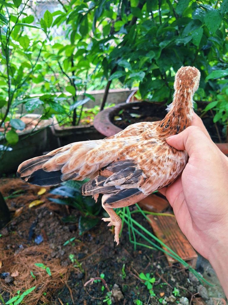 Gà tre bắc mái bịp sữa 5th. Mua bán Gà tại Quận Ô Môn Cần Thơ được đăng bởi  Phuc hình 1