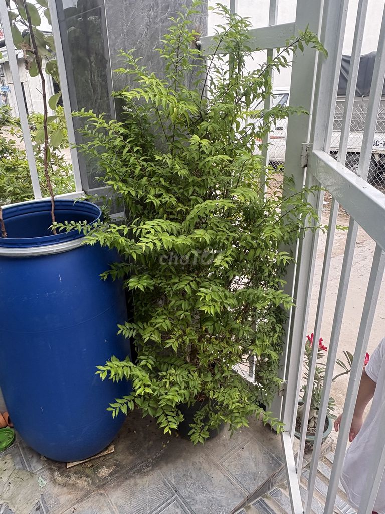 Mai chiếu thuỷ . Mua bán Cây cảnh, đồ trang trí tại Quận Bình Thuỷ Cần Thơ được đăng bởi Mua Bán Mau Lẹ hình 1