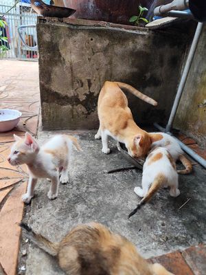 Cho ai cần nuôi mèo. Mua bán Mèo tại Huyện Phong Điền Cần Thơ được đăng bởi Gà gà