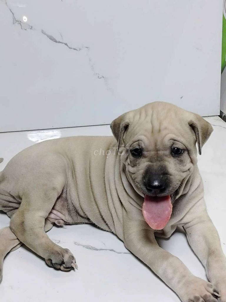bé shar Pei ( sa bì) thông minh lông nhung. Mua bán Chó tại Quận 6 Tp Hồ Chí Minh được đăng bởi Tiger  hình 1