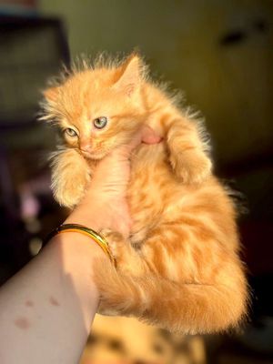 Cần tìm 🏠 cho bé