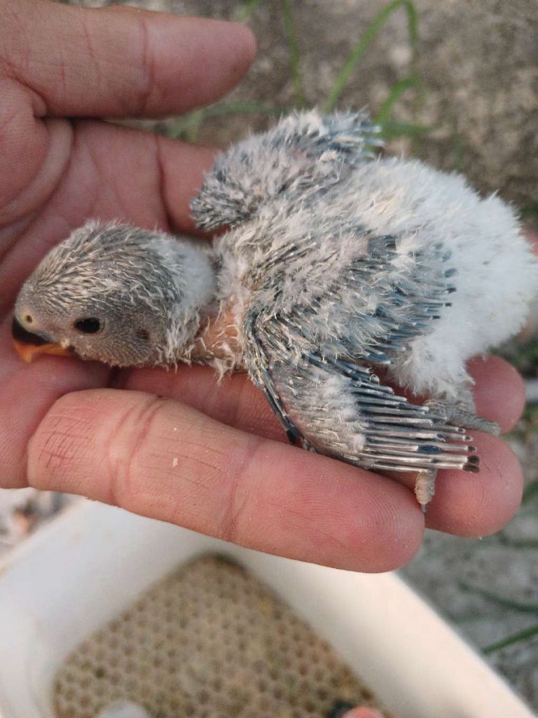 Vẹt Lovebird Non. Mua bán Chim tại Huyện Đức Hòa Long An được đăng bởi trantu hình 1