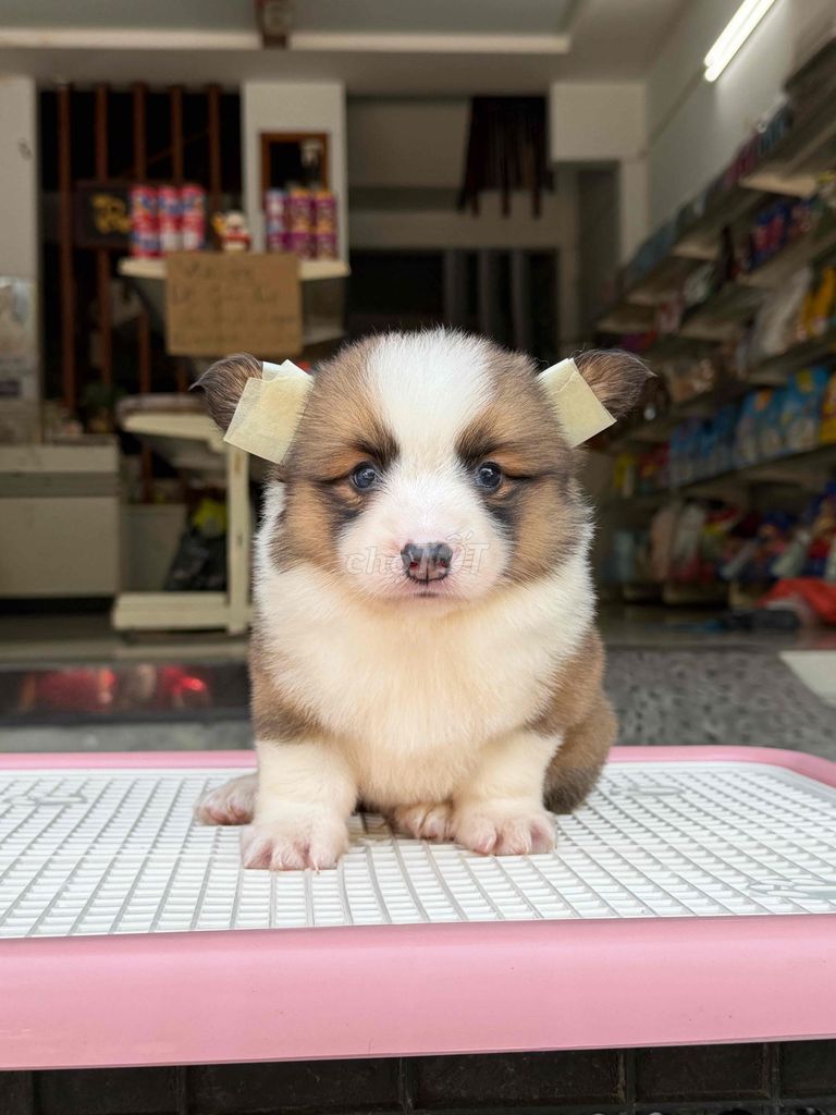 Chó Corgi lông dài sẵn tại 50 Phạm Như Xương. Mua bán Chó tại Quận Liên Chiểu Đà Nẵng được đăng bởi DC PETHOUSE hình 1
