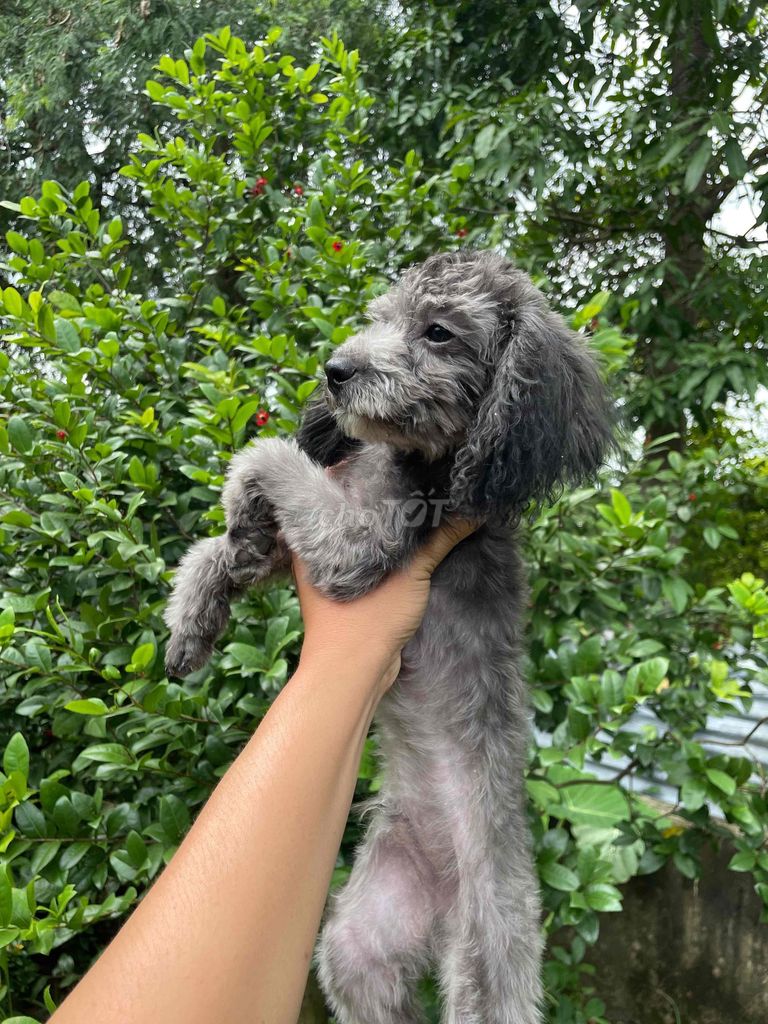 poodle xám. Mua bán Chó tại Huyện Châu Thành Tây Ninh được đăng bởi Linh hình 3