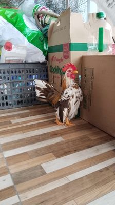 Trống serama khét bông!. Mua bán Gà tại Quận 12 Tp Hồ Chí Minh được đăng bởi Nguyễn Hoài Nam