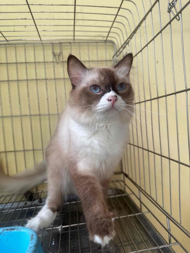 Mèo Ragdoll  Seal Bicolor đực. Mua bán Mèo tại Thành phố Thủ Đức Tp Hồ Chí Minh được đăng bởi BÁN THÚ CƯNG KHÔNG ĐĂNG ẢNH LỪA ĐẢO  hình 1