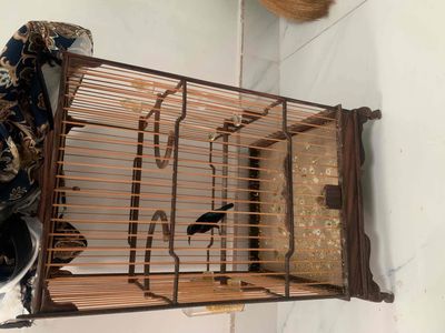 cần thanh lý 2 con chim + lồng như hình. Mua bán Chim tại Quận 10 Tp Hồ Chí Minh được đăng bởi Phạm Trúc Ly