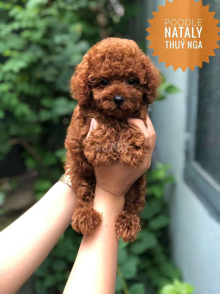 0908319478 - Cần bán Poodle đực