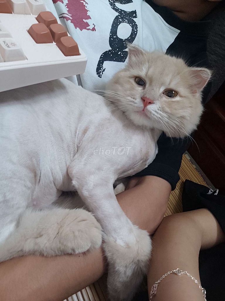 Mèo Trắng kem. Mua bán Mèo tại Thành phố Hội An Quảng Nam được đăng bởi Võ Hoàng Nam hình 1