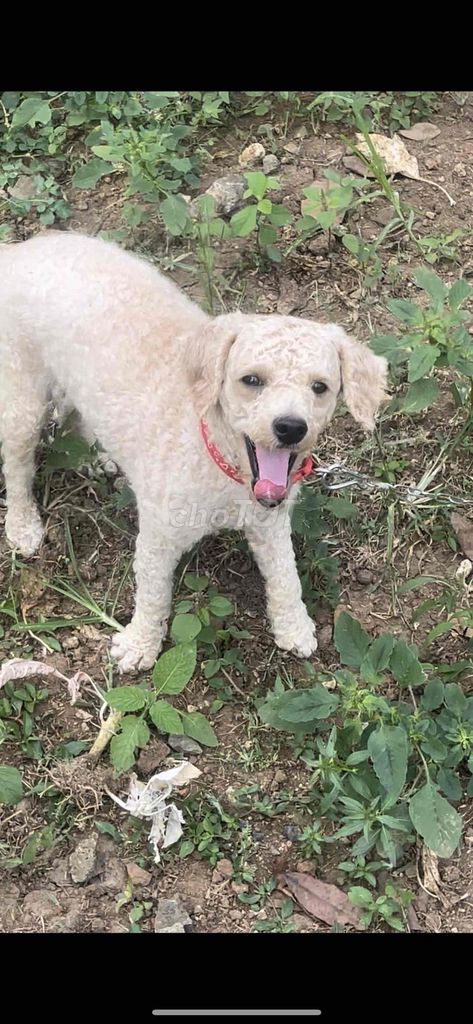 kẹt tiền cần bán bé Chó Poodle đực trắng nâu nhẹ. Mua bán Chó tại Huyện Xuyên Mộc Bà Rịa - Vũng Tàu được đăng bởi Nguyễn Nam hình 1