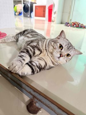 TÌM VỢ PHỐI CHO BÉ MUNCKIN SỌC DƯA. Mua bán Mèo tại Quận Ninh Kiều Cần Thơ được đăng bởi Kim Ngân