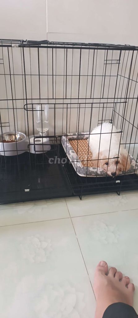 Chó Poodle 2.5 tháng. Mua bán Chó tại Quận Gò Vấp Tp Hồ Chí Minh được đăng bởi Anh Bảo hình 1