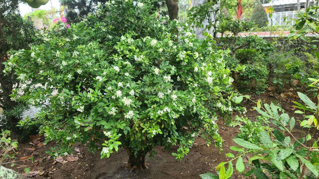 Cây cảnh Nguyệt quế 1.5m. Mua bán Cây cảnh, đồ trang trí tại Thành phố Trà Vinh Trà Vinh được đăng bởi Tâm hình 1