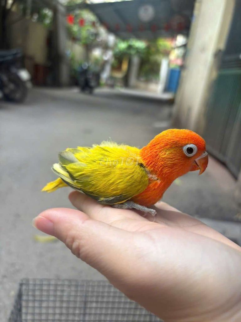 Vẹt Cam vàng thông minh. Mua bán Chim tại Quận Cầu Giấy Hà Nội được đăng bởi Shop chim vẹt  hình 1